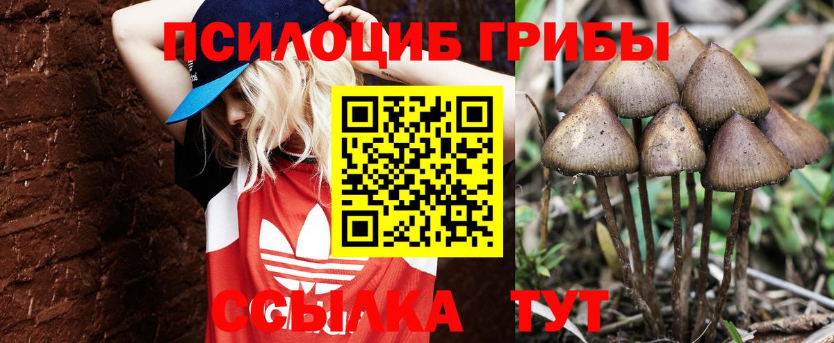 Галлюциногенные грибы Psilocybe Анжеро-Судженск